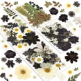 thumbnail image 1 of Kit de flores secas Resiners, juego de 100 piezas prensadas de forma natural, 1 of 9