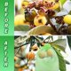 thumbnail image 4 of 50x Fruit Protection Net Bags With Drawstring Garden Plant Protector Mesh Cover, 4 of 5