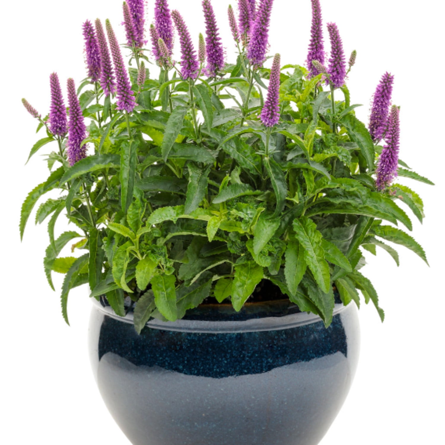 Proven Winners 6" Magic Show 'Purple Illusion' Spike Speedwell Live Plant in 7.5" Pot