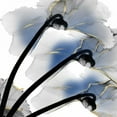 thumbnail image 3 of Koetsier, Albert 15x15 Black Modern Framed Museum Art Print Titled - Indigo Luster Cyclamen, 3 of 5