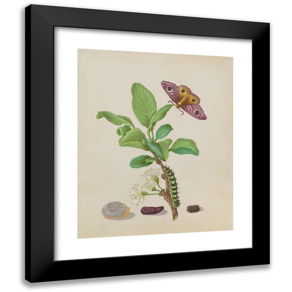 Maria Sibylla Merian 12x14 Black Modern Framed Museum Art Print Titled - Metamorphosis of a Small Emperor Moth on a Damson Plum, Plate 13 of the Caterpillar Book (1679)
