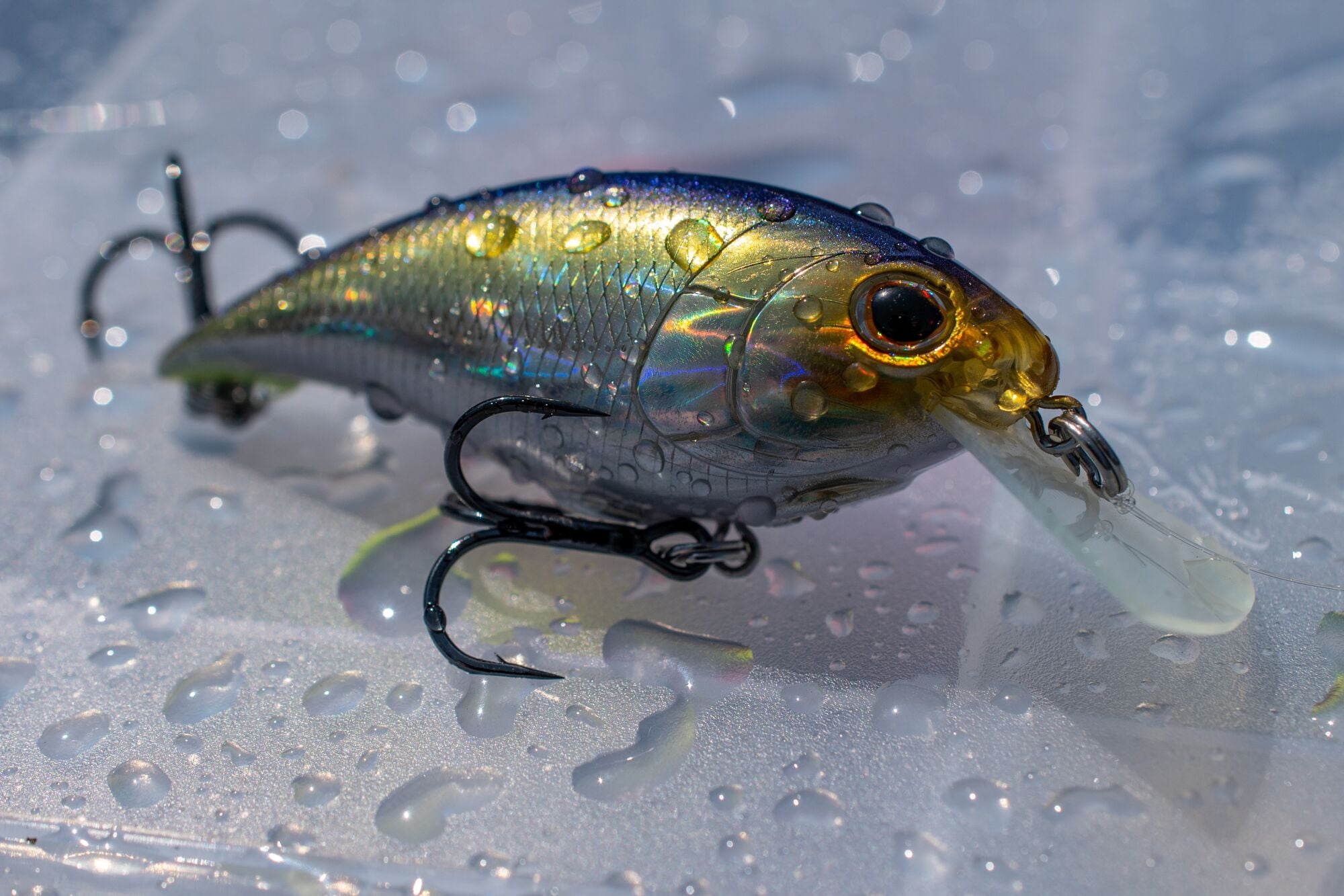 Berkley Shallow Money Badger, 2.5 in, Crankbaits, Special Red Craw (1 Count)
