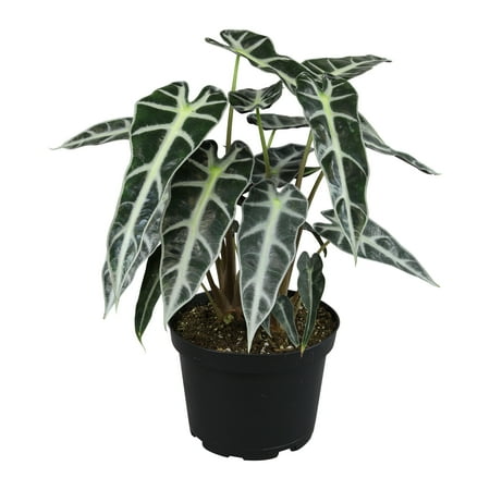 Jewel Alocasia Bambino, Unique Houseplant | 6in. Grow Pot; Filtered Light | Element by Altman Plants