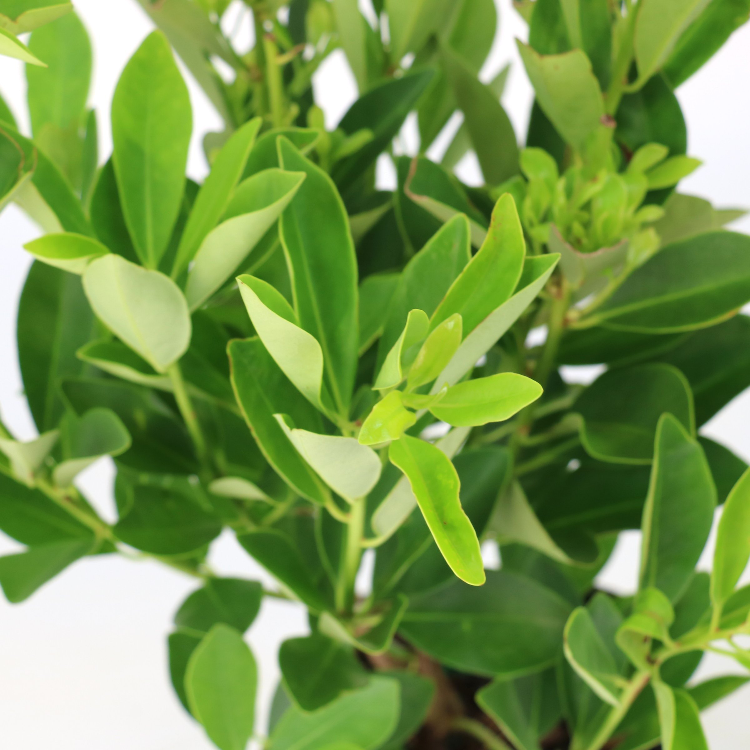 National Plant Network 3 gal. Illicium Parviflorum Forest Green
