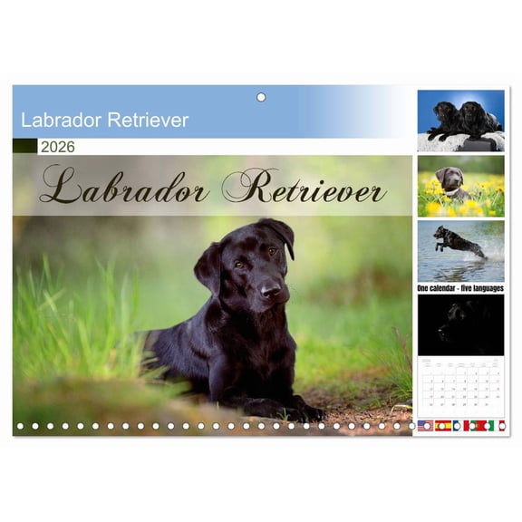 Labrador Retriever (Monthly Wall Calendar 2026 11.7 x 16.5 (open)), CALVENDO 14 Month Calendar