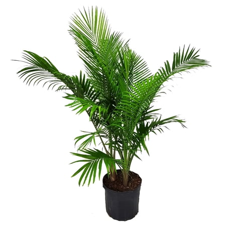 Tropical Plants of Florida 55" to 65" Majesty Palm Tree; Large Plant, Bright to Moderate Light