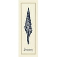 thumbnail image 2 of Gorham, Gregory 11x24 Black Ornate Wood Framed with Double Matting Museum Art Print Titled - Pleurotoma Shell I, 2 of 4