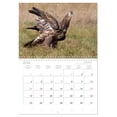thumbnail image 5 of White-tailed eagle in Poland (Monthly Wall Calendar 2026 16.5 x 23.4 (open)), CALVENDO 14 Month Calendar, 5 of 9