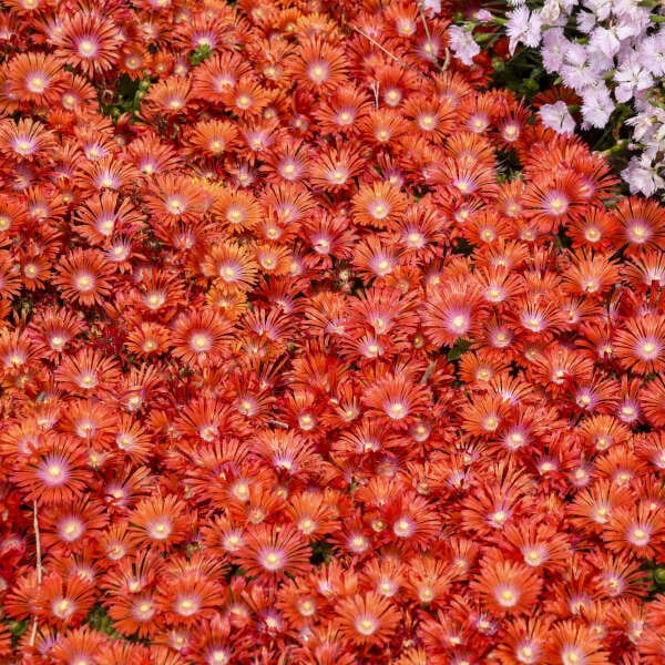 Proven Winners 10" Red Kaleidoscope 'Dancing Embers' Hardy Ice Plant (Delosperma hybrid) Perennial Live Plant in 6.5" Pot