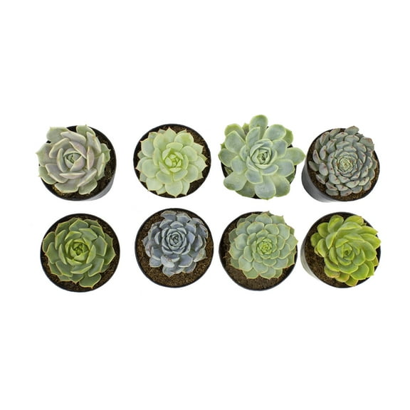 Element by Altman Plants 2.5" Echeveria Live Succulents (8 Pack)