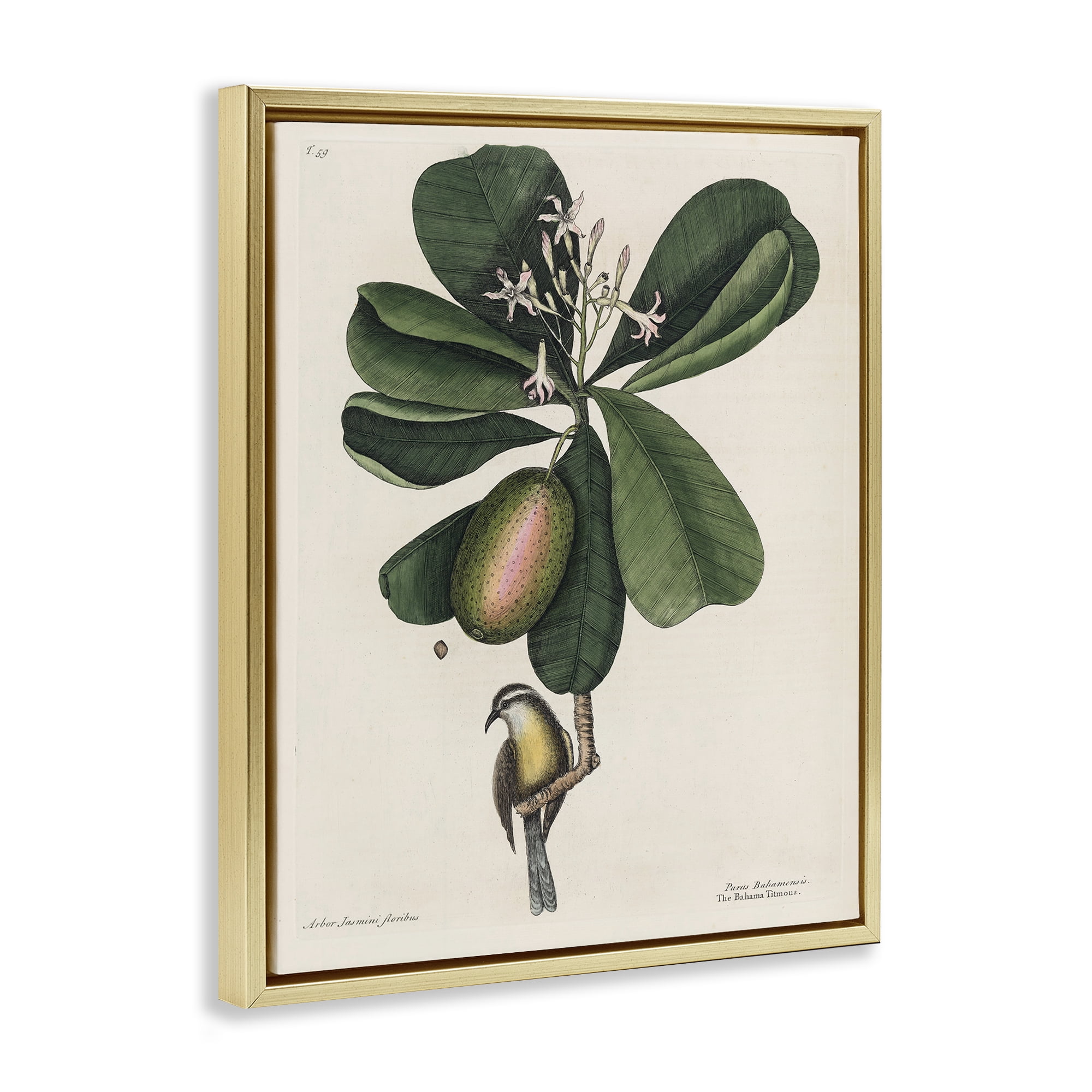 Stupell Industries Catesby Flora & Fauna Gold Framed Floater Canvas Wall Art, design by Print Collection