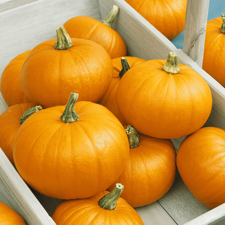 Pumpkin Seed Packet - Everwilde Farms - 40 Small Sugar Pumpkin Seeds - Gold Vault Jumbo Bulk Seed Packet