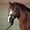 Black, variant on Easy on Pony Rope Halter with Attached L