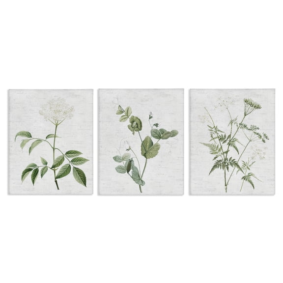 Stupell Industries Soft White Botanicals Plants & Flowers Painting Wrapped Canvas Art Print Wall Art, 11 x 14, Set of 3