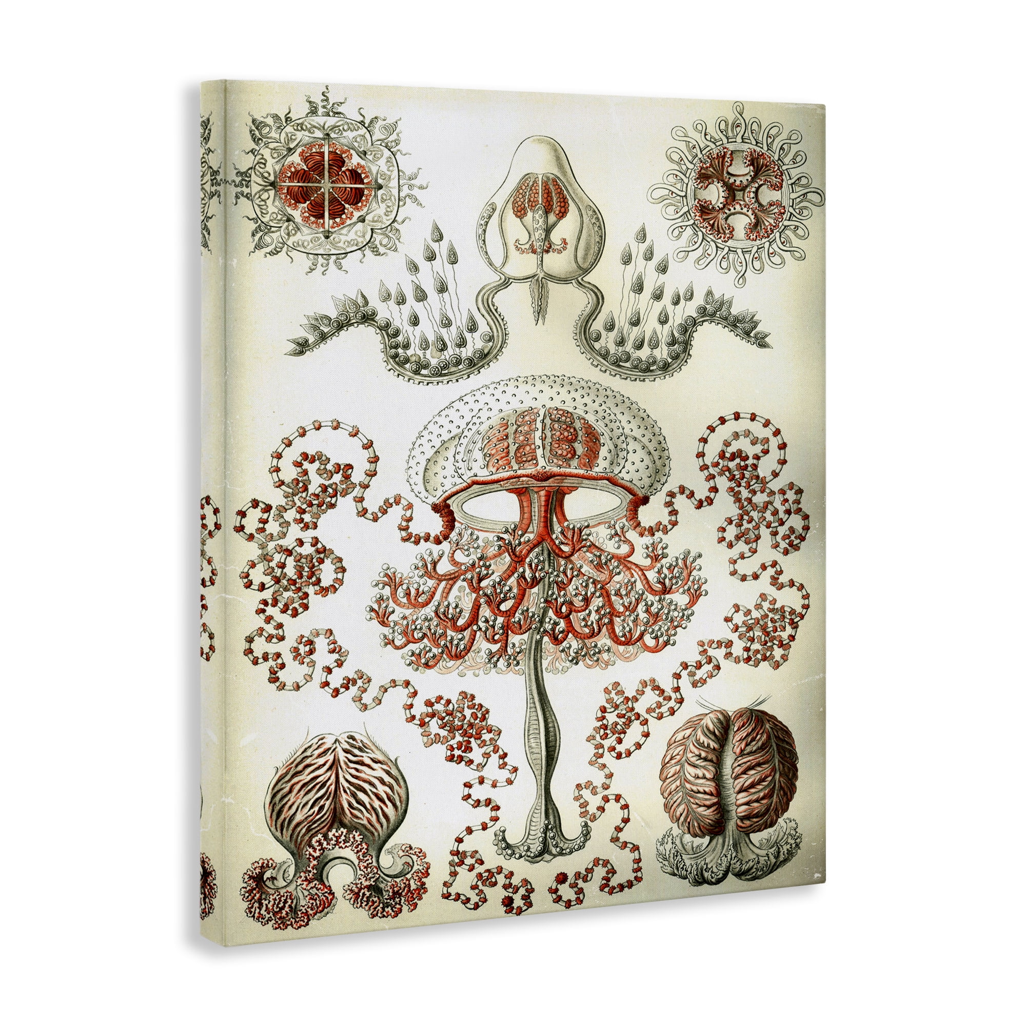 Stupell Industries Classic Haeckel Diagram STEM Painting Wrapped Canvas Art Print Wall Art, 16 x 20