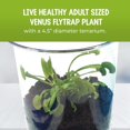 thumbnail image 4 of Planta con trampa para moscas Venus de la marca Live, con terrario verde de 4,5 cm y comida, 4 of 7