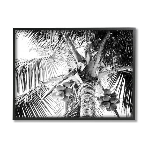 Stupell Industries Tropical Coconut Fruits Growing Monochrome Palm Tree Photograph Black Framed Art Print Wall Art, Design by Two Smart Blondes