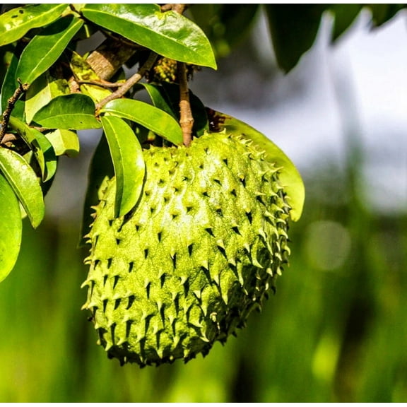 Soursop 'Guanabana' TREE. Ships free to all states in 3 gallons pot.