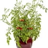 Proven Winners, Outdoor, Live Plants, White, Tomatoes, 1.5PT, Each