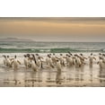 thumbnail image 2 of Jaynes Gallery 24x17 Black Ornate Wood Framed with Double Matting Museum Art Print Titled - Falkland Islands-Grave Cove Gentoo penguins walking in surf at sunset, 2 of 4