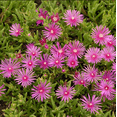 thumbnail image 4 of Cooper's Hardy Ice Plant - Delosperma Cooperi Succulent Plant 2 Inch for Indoor Outdoor Home Office Garden Decor, 4 of 6