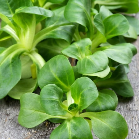 Dutch Broad Leaved Corn Salad Mache Seeds - 1 Oz - Also Called Lamb's Lettuce - Non-GMO Vegetable Garden Seeds - Leafy (Best Corn Seeds In India)