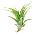 thumbnail image 4 of Tillandsia Brachycaulos Air Plant (4" Wide) - Curly Air Plant - Easy to Care Air Plant for Home Office - Best Air Plant for Beginners, 4 of 4