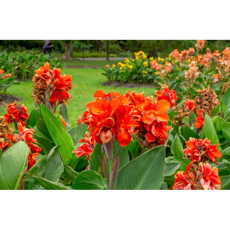 Seedville Orange Canna Lily 5 Flower Seeds - Walmart.com