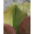 thumbnail image 2 of Pinto, Patricia 15x18 White Modern Wood Framed Museum Art Print Titled - Butterfly Palm I, 2 of 4
