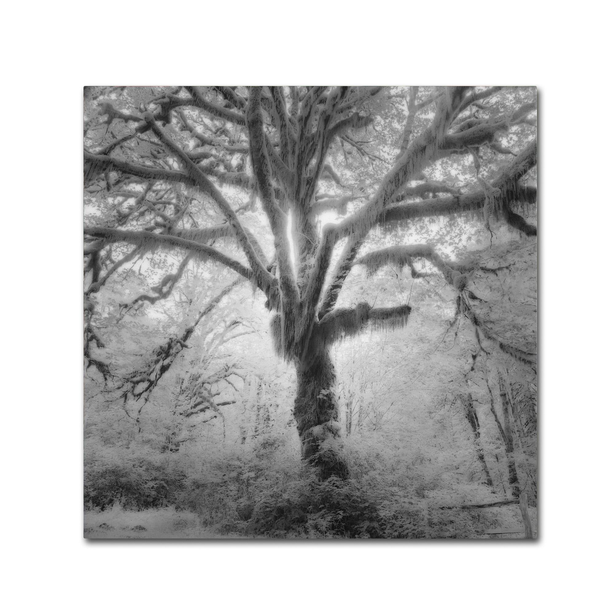 Moises Levy 'Lightning Tree II' Canvas Art
