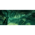 thumbnail image 2 of Schwartz, Don 32x16 White Modern Wood Framed Museum Art Print Titled - A Sunkissed Palms, 2 of 4
