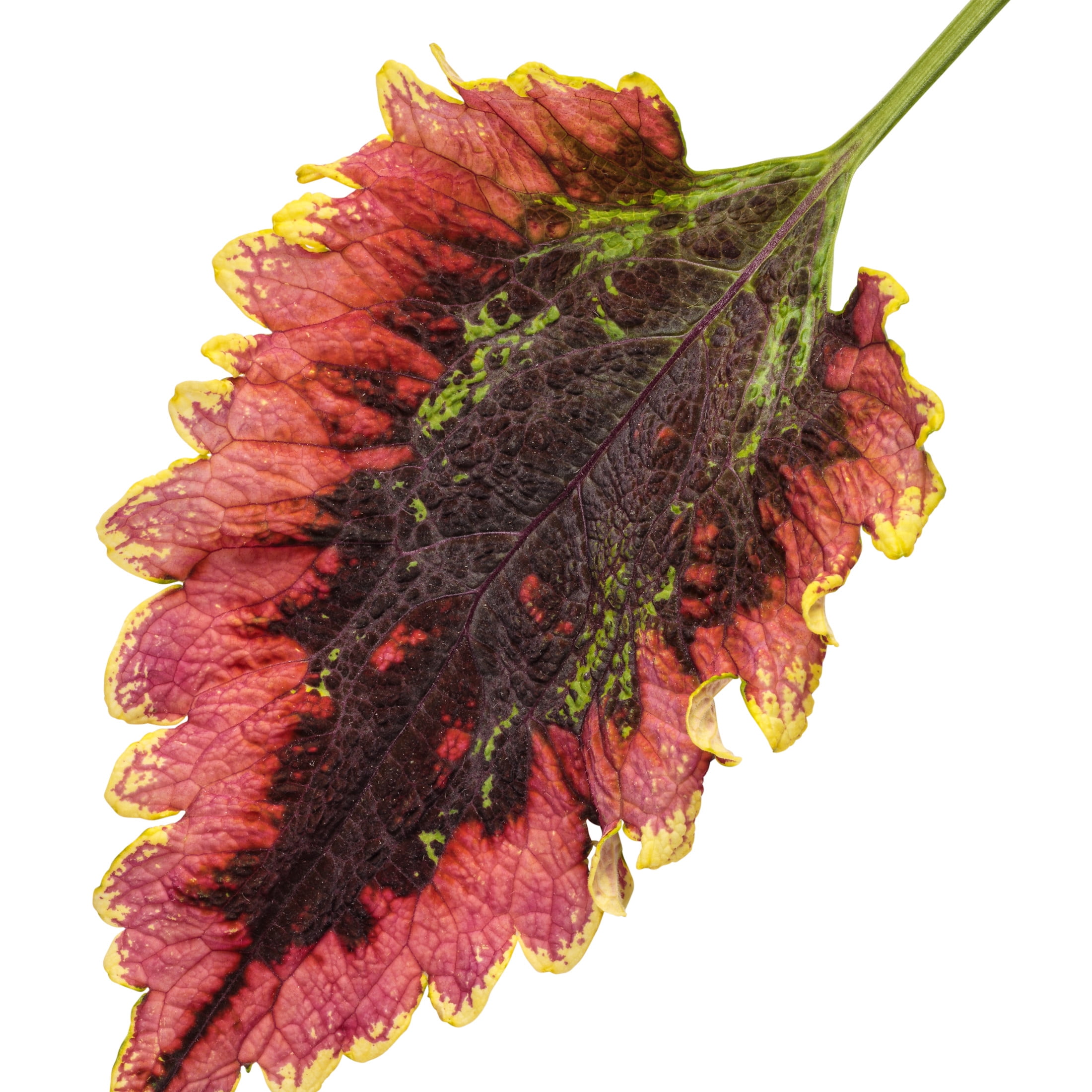 Proven Winners 4" Red ColorBlaze El Brighto Coleus Live Plant in 4.25" Pot (4 Count)
