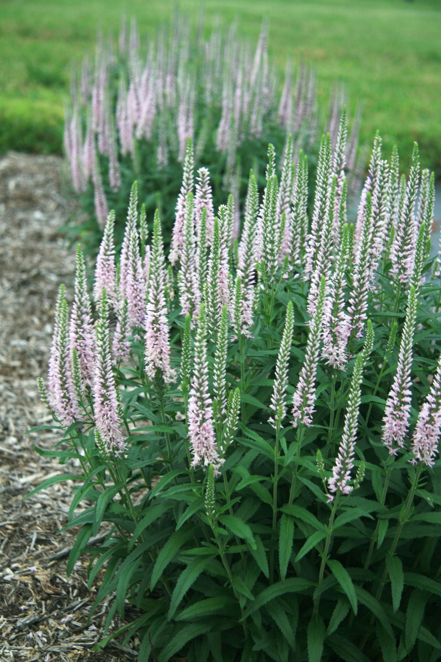 Southern Living Pink Moody Blues Veronica Live Perennial in 2.5-Quart Grower Pot