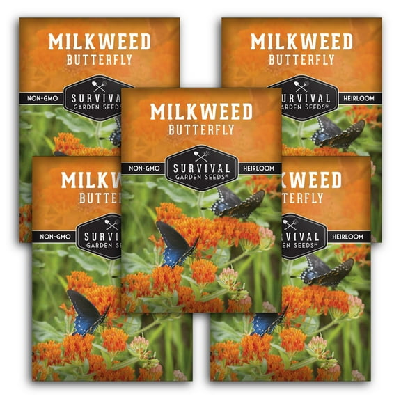 5 packs Butterfly Milkweed Seed - Non-GMO Heirloom Full Sun Perennial Flower