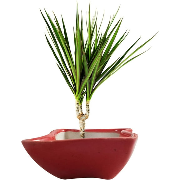 India Meets India Handicraft Ceramic Flower Pots Ceramic Planter Plant Pots Indoor Outdoor Planter, Best Gifting, Made by Awarded Indian Artisans