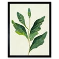 thumbnail image 1 of Detail Of Rubber Fig Plant Botanical Illustration Art Print Framed Poster Wall Decor 12x16 inch, 1 of 5
