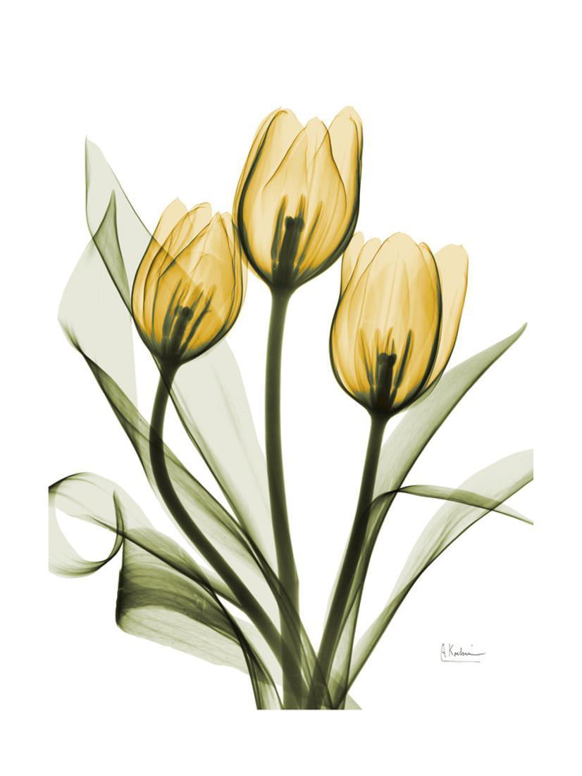 Digital Photography Fine Art Photo Print Tulip