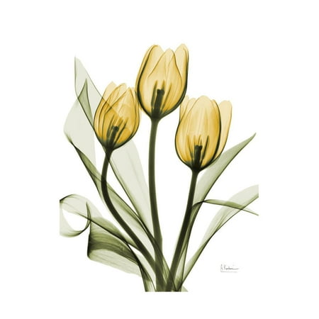 Free Free 177 X Ray Flower Svg SVG PNG EPS DXF File