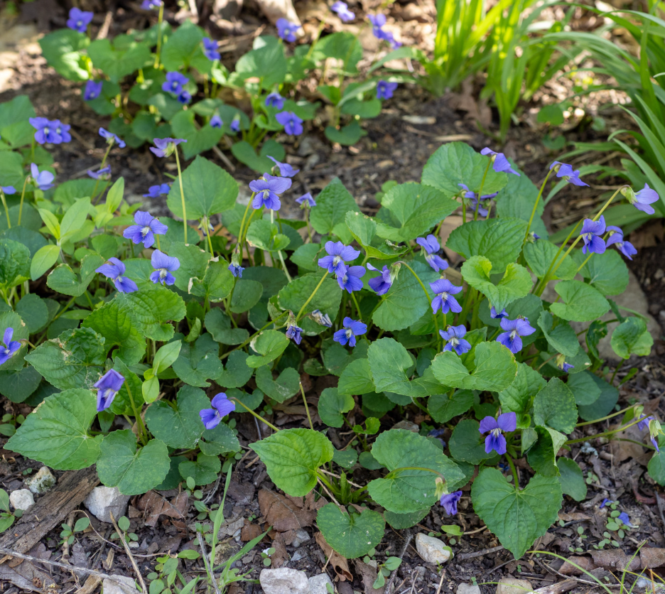 Violets Blue Live Plants Houseplants, Blue African Violet Flower 4 Inches Pot, Live Plant Indoor Ready to Grow Your Garden, African Violet Flowers, 3-5 Inch Pot