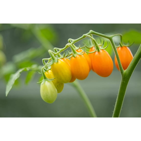 150 Seeds PLUM YELLOW TOMATO Lycopersicon Heirloom Indeterminate Fruit Vegetable Seeds