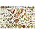 thumbnail image 3 of (24x36) Laminated North American Sea Shells Educational Chart Poster, 3 of 10