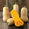 thumbnail image 1 of Waltham Butternut Squash - 1 LB ~2,800 Seeds - Non-GMO, Open Pollinated, Heirloom, Vegetable Gardening Seeds - Winter Squash, 1 of 2