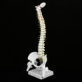 thumbnail image 1 of Modelo de columna vertebral, modelo de anatomía de columna vertebral extraíble, para estudios de anatomía de esqueleto de la escuela de medicina y el hospital de ense?anza Amonsee NO, 1 of 6