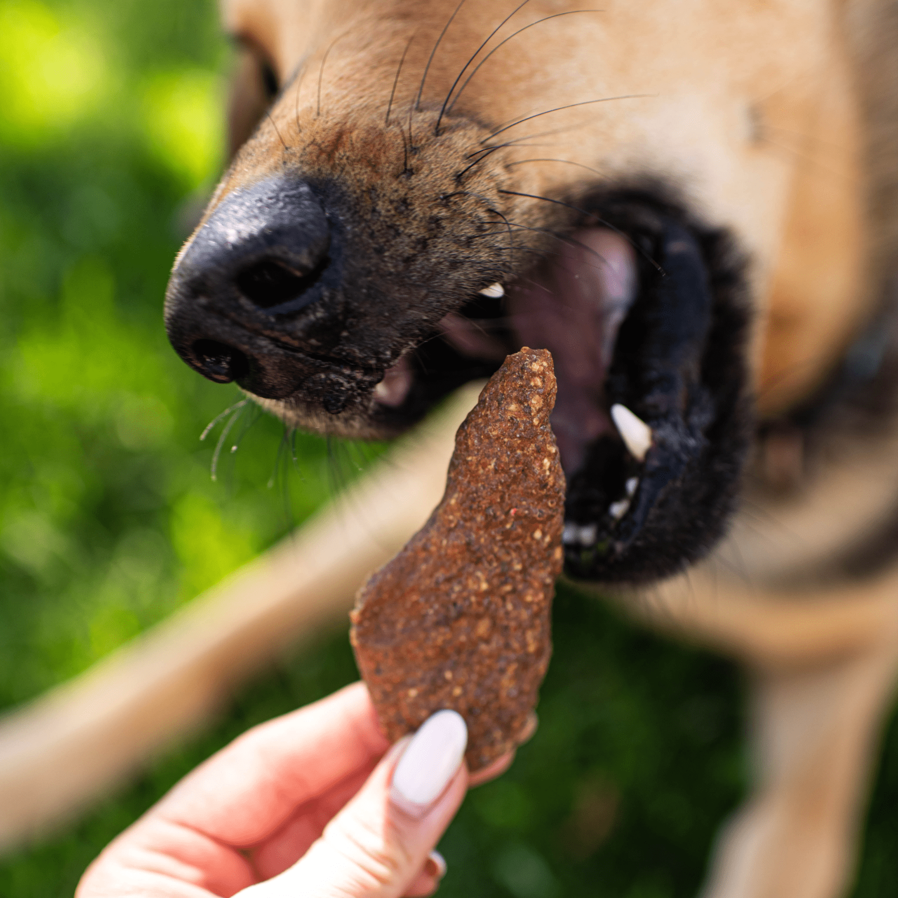 (5 pack) Butcher’s Naturals Pork Flavored Jerky Treats for Dogs, 16 oz