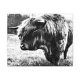 thumbnail image 2 of HIghland Bull Canvas Stretched, 0.75", 2 of 4