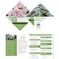 thumbnail image 5 of Proven Winners ColorChoice Fairytrail Fresco Hydrangea Live Shrub (2 Gallon), 5 of 10