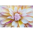 thumbnail image 2 of Tilley, Rob 14x11 White Modern Wood Framed Museum Art Print Titled - Washington State-Seattle Dahlia, 2 of 4