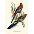 thumbnail image 2 of Gould, John 13x18 White Modern Wood Framed Museum Art Print Titled - Adelaide Parakeet-Platycercus Adelaidiae, 2 of 4