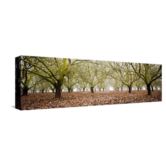 Hazel Tree Grove Pano II, Stretched Canvas Wall Art by Erin Berzel Sold by Art.Com