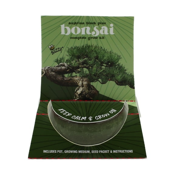 Buzzy Bonsai Austrian Black Pine Tree Grow Kit Green Mini Ceramic Pot